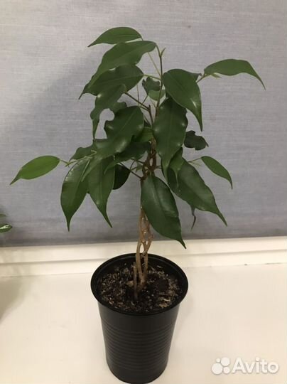 Бенджамина