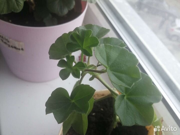 Пеларгония ise rose, плющилистая