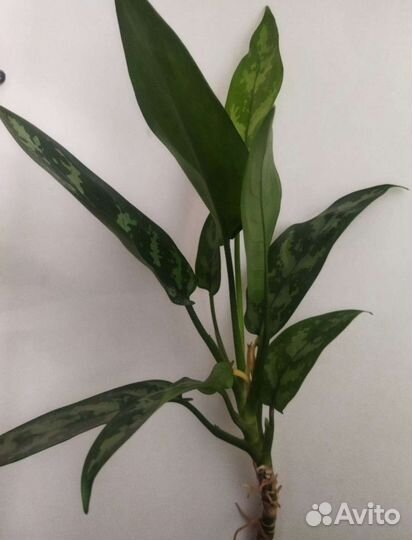 Фикус, пальмы, юкка, драцены