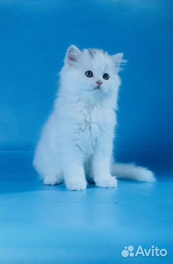 Шотладский котик
