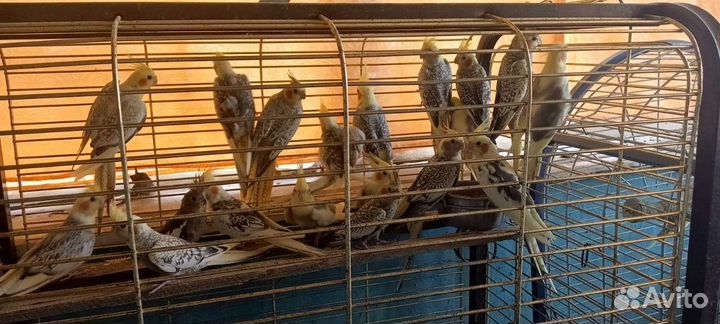 Попугай карелла ручной