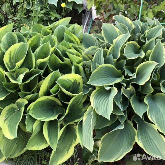 Хосты/клематис/денежное дерево