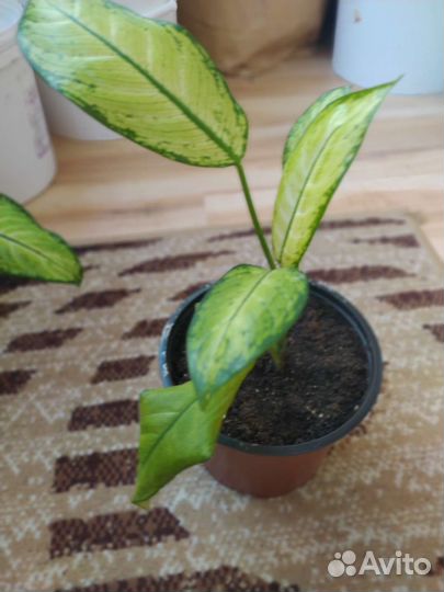 Диффенбахия