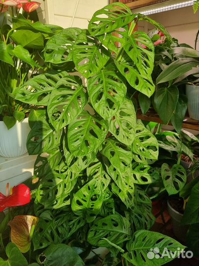 Монстера манки маск / Monstera monkey mask