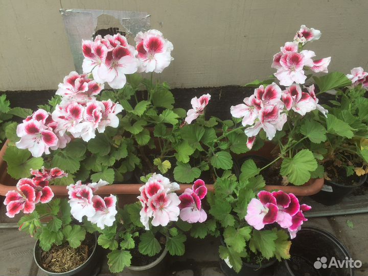 Пеларгония герань королевская