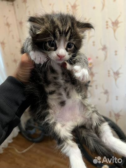 Котята мейн-кун
