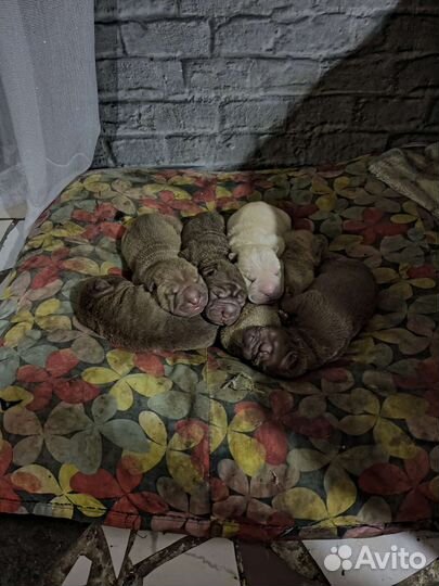 Собаки щенки шарпей