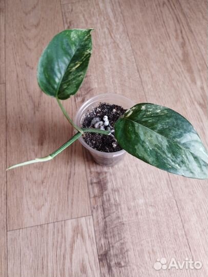 Эпипремнум