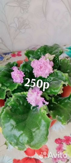 Фиалка взрослая