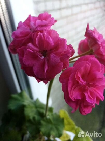 Пеларгония герань сортовая