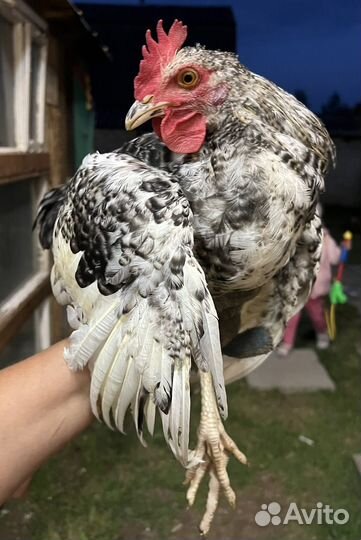 Петух, курицы