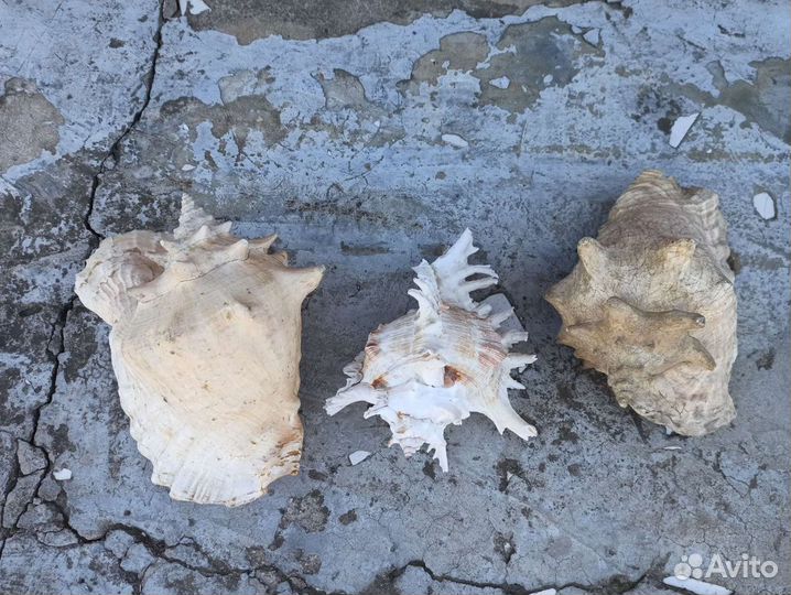 Ракушка морская большая