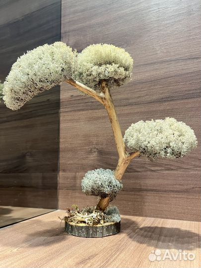 Дерево бонсай живое