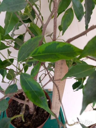 Фикус Бенджамина пестролистный