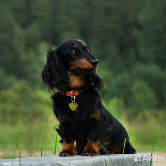 Длинношерстная такса кроличья