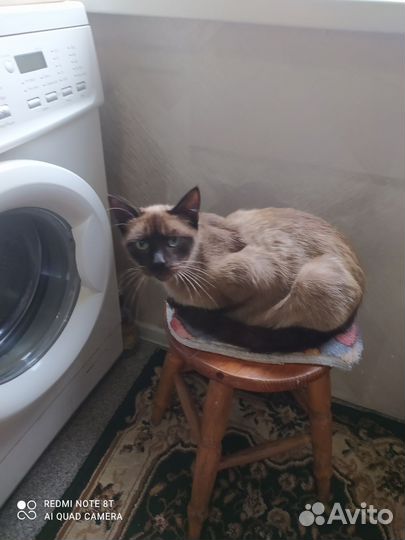 Котята сиамские