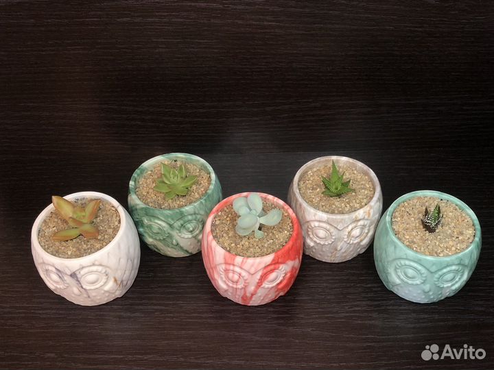 Суккуленты в кашпо