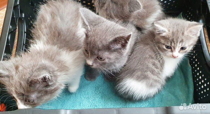Котята в добрые руки