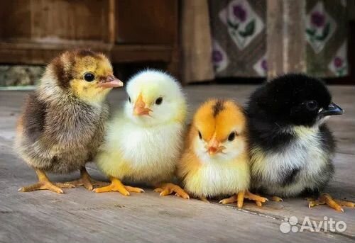 Инкубатор для яиц