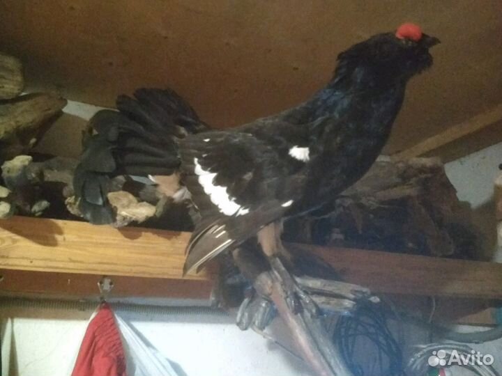 Чучела животных и птиц