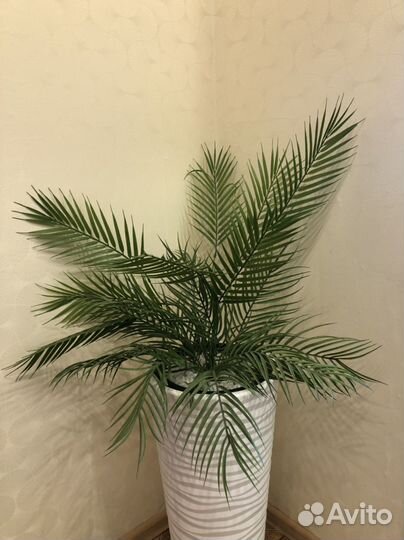 Декоративные растения