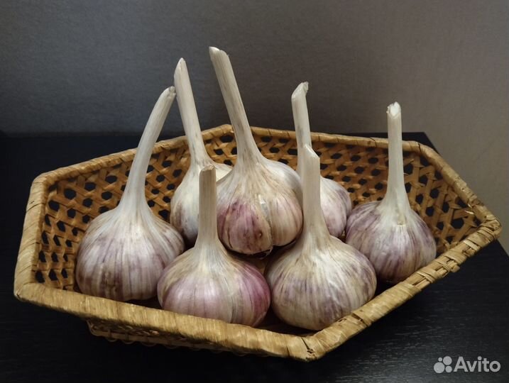 Чеснок для посадки,сорт Любаша,Добрыня