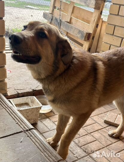 Стерилизованные вакцинированные собаки