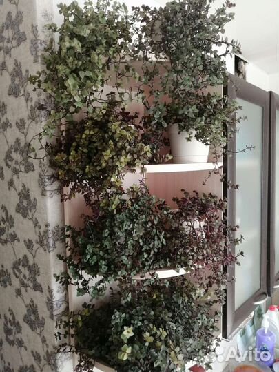 Комнатные цветы