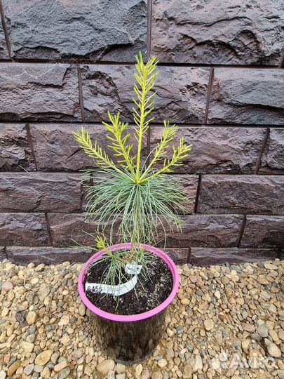 Хвойные растения для сада