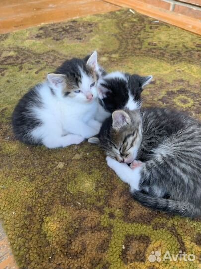 Котята в добрые руки