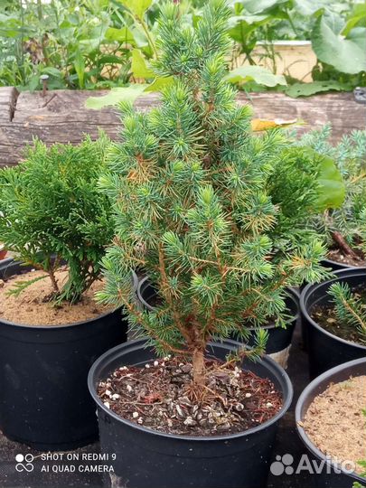 Хвойные и другие для сада