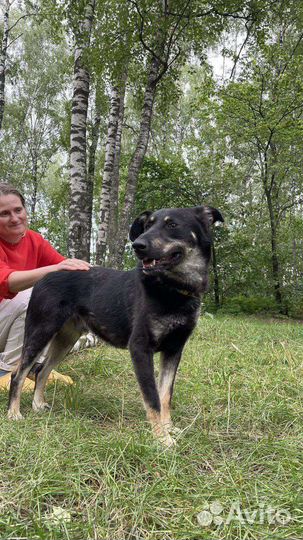 Собака в добрые руки