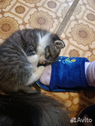 Котята бесплатно