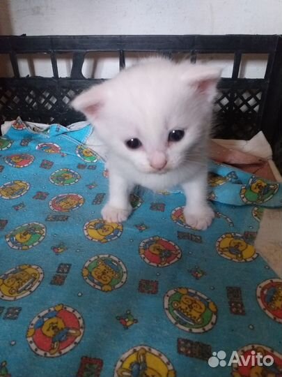 Котик белый голубоглазый