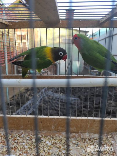 Неразлучники