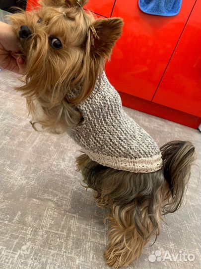 Кофта для собак