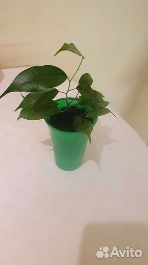 Фикус бенджамина