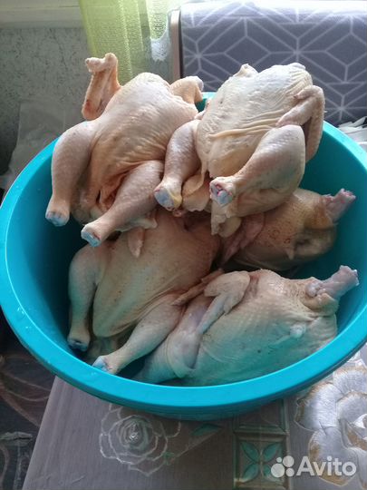 Мясо домашнего бройлера