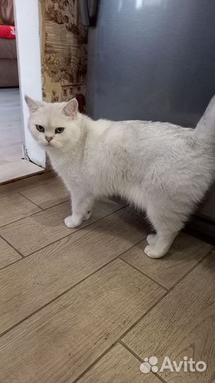 Кот в добрые руки