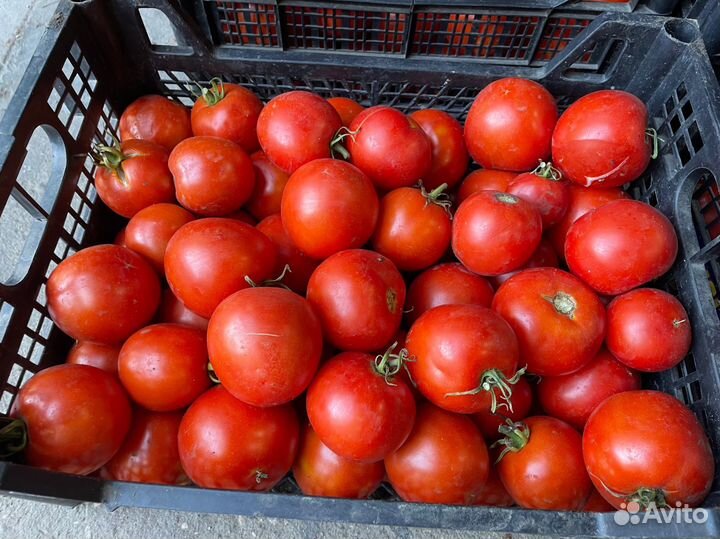 Помидоры свежие домашние