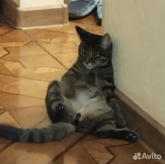 Кот