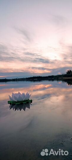 Цветы для фотосессии
