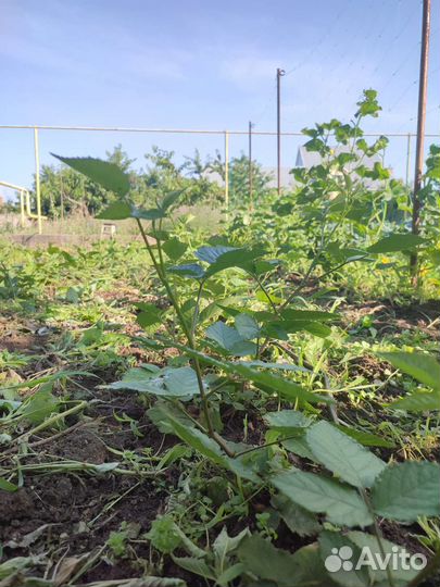 Ежевика Бесшипная Сорт Натчез