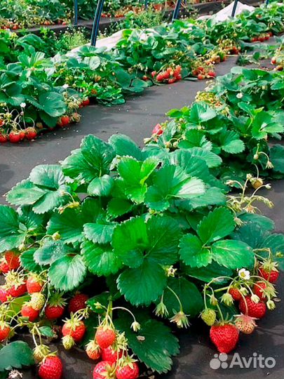 Спанбонд - укрывной материал