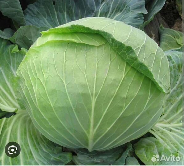 Капуста s.g