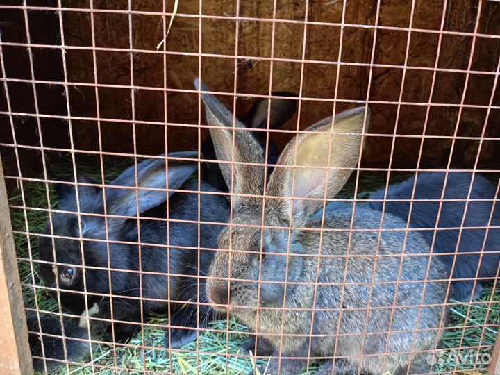 Продаются кролики