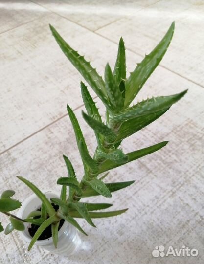 Алоэ ювенильное