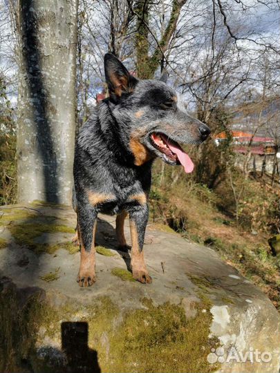 Австралийский хилер (Australian Cattle Dog)