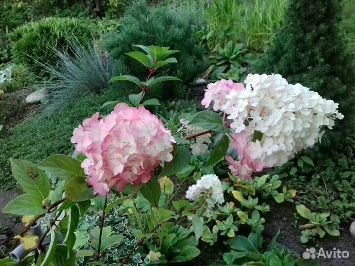 Многолетние растения