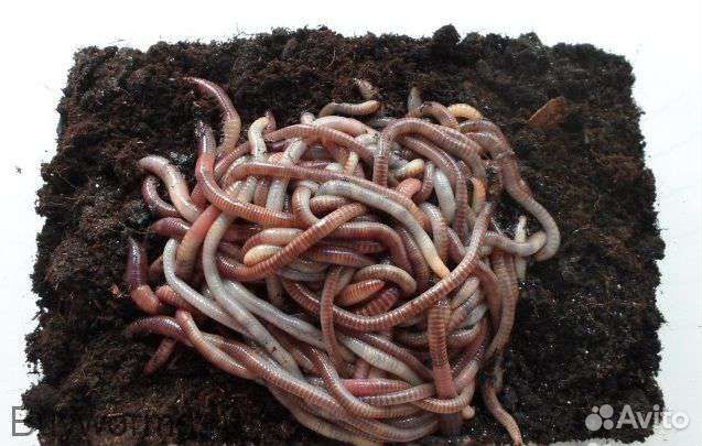 Черви для рыбалки (дендробена)